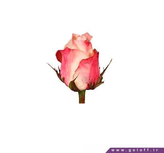 عکس زیبای گل رز - گل رز هلندی دوئِت - Rose | گل آف